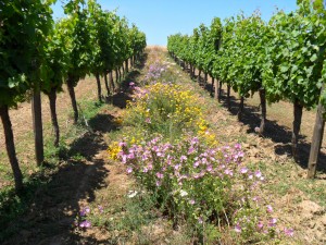 La culture du vin bio au Château Petit Roc