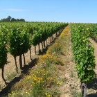 Conduite de la vigne bio