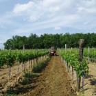 Conduite de la vigne bio