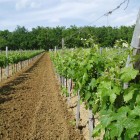 Conduite de la vigne bio