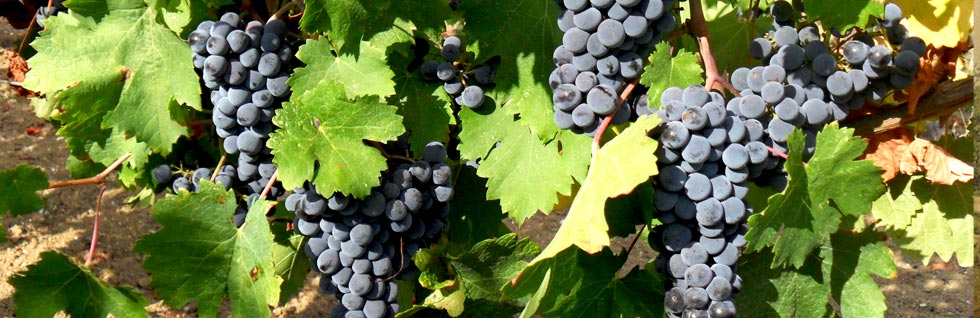 Chateau Petit Roc