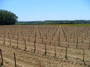 Terroir du Château Petit Roc
