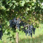 Terroir du Château Petit Roc
