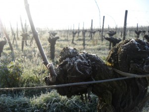Un matin de gelée